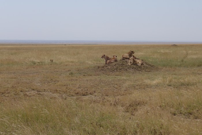 wp-1439039869782 image