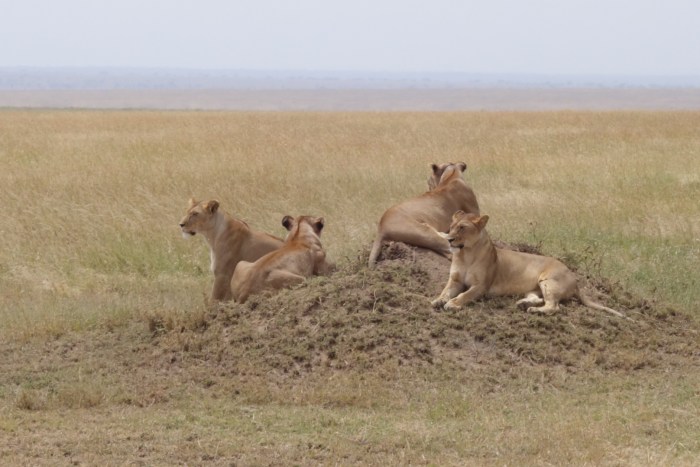 wp-1439039870169 image