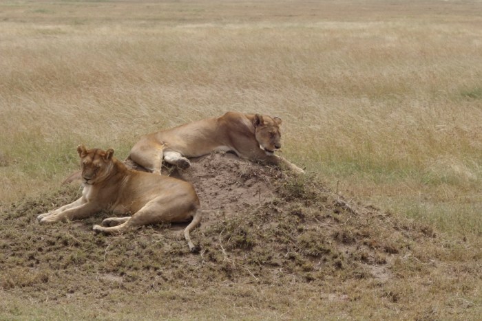 wp-1439039870527 image