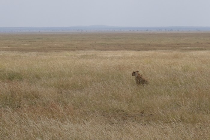 wp-1439039870919 image