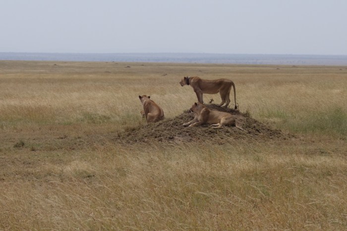 wp-1439039871289 image