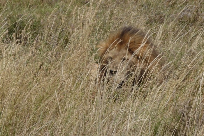 wp-1439039871697 image