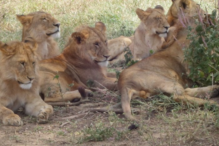 wp-1439039873539 image