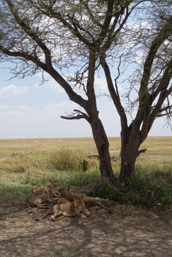 wp-1439039874306 image