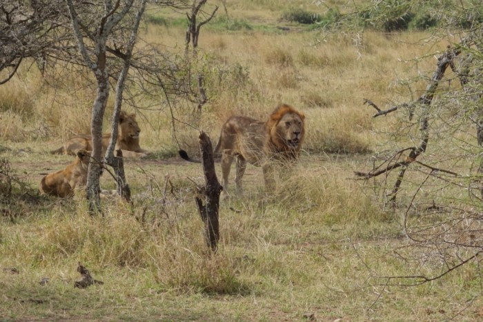 wp-1439039875218 image