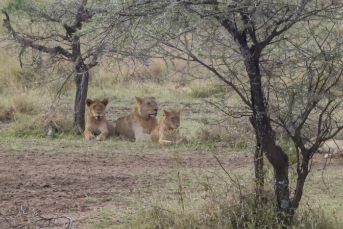 wp-1439039876057 image