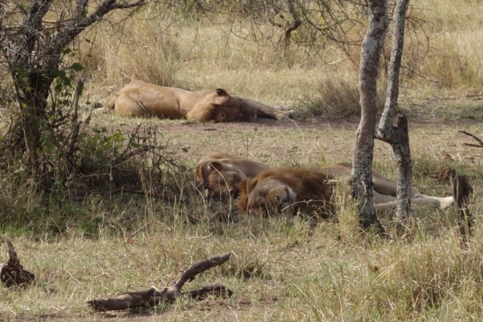 wp-1439039876402 image