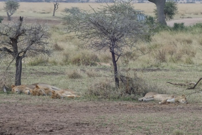 wp-1439039876836 image