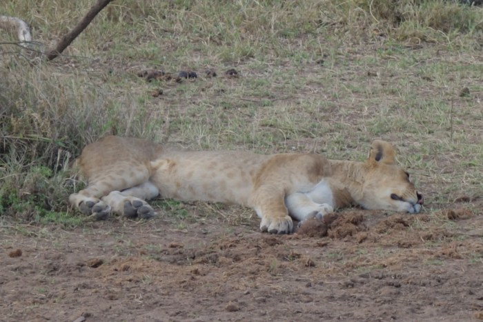 wp-1439039877222 image